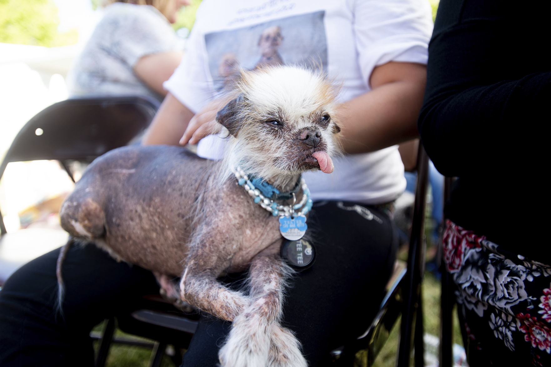 World's Ugliest Dog